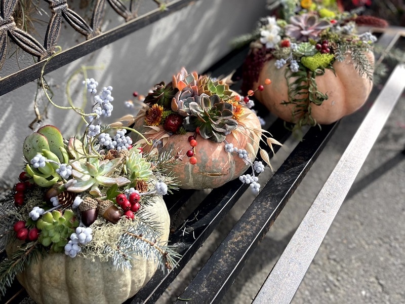 Fall mums, pumpkins, and seasonal plants
